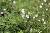 Cerastium ruderale