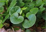 Asarum europaeum. Листья. Московская обл., Раменский р-н, окр. ж.-д. платформы Хрипань, смешанный лес у ЛЭП. 19.05.2024.