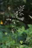 Poa trivialis