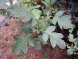 Crataegus ferganensis