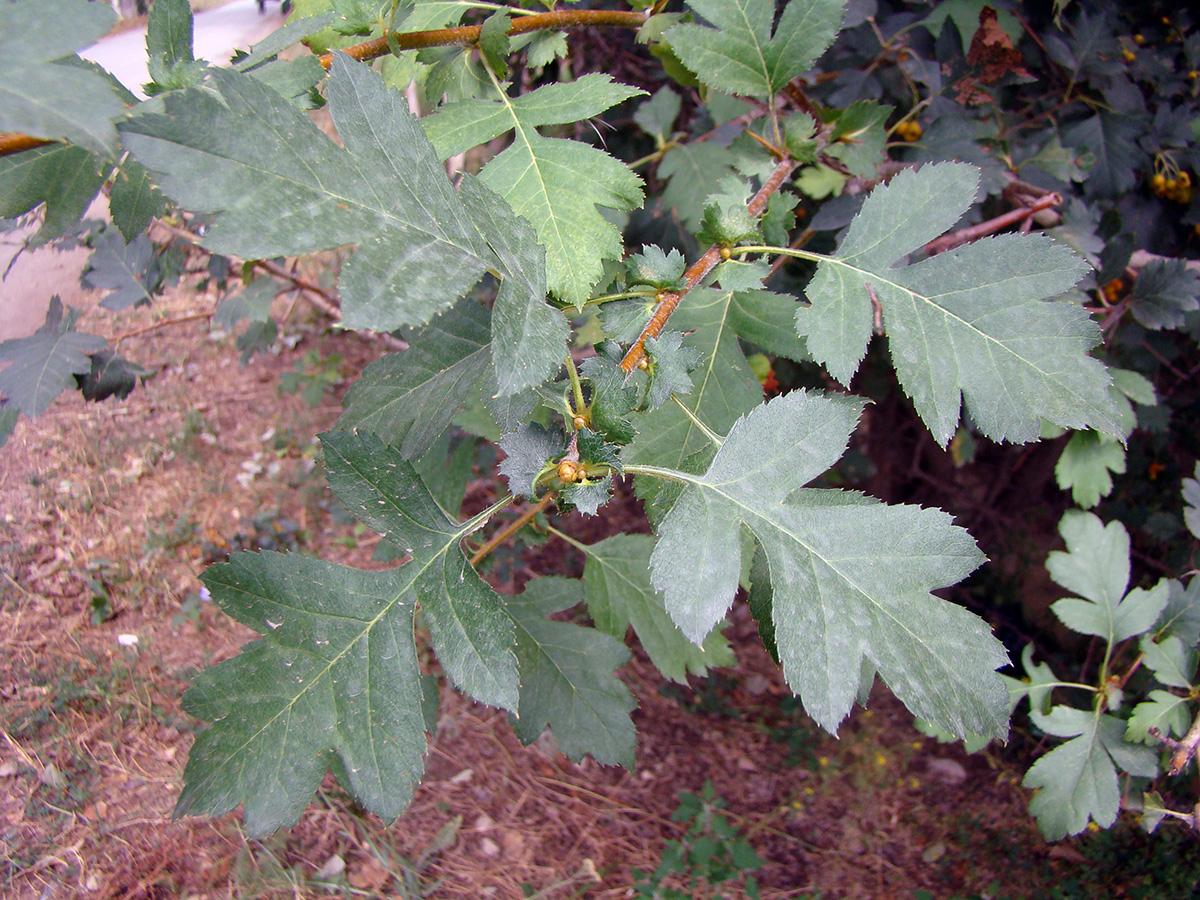 Image of Crataegus ferganensis specimen.