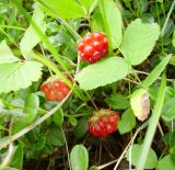 Rubus arcticus