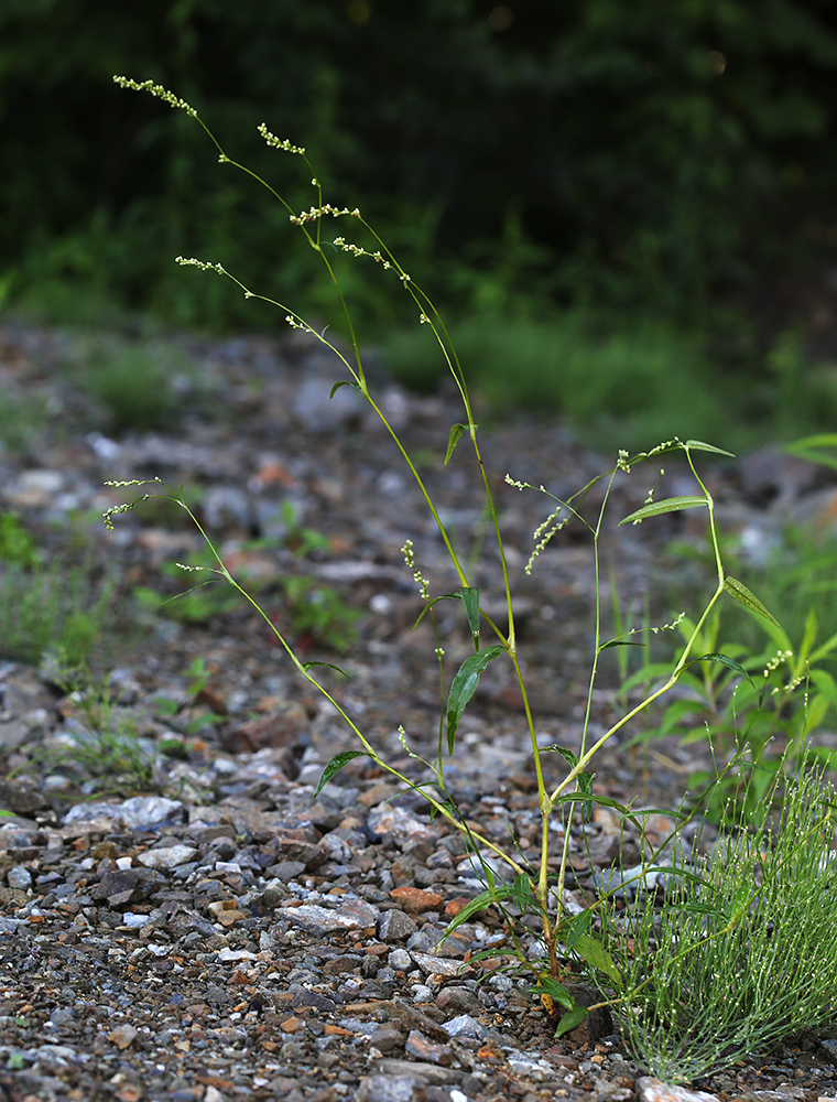 Image of Persicaria viscofera specimen.