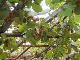 Actinidia chinensis variety deliciosa. Побеги с плодами. Кавказ, Сочинский р-н, 10 км В Лазаревского, пос. Татьяновка. 29 сентября 2005 г.