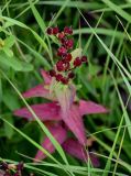 Hypericum kamtschaticum