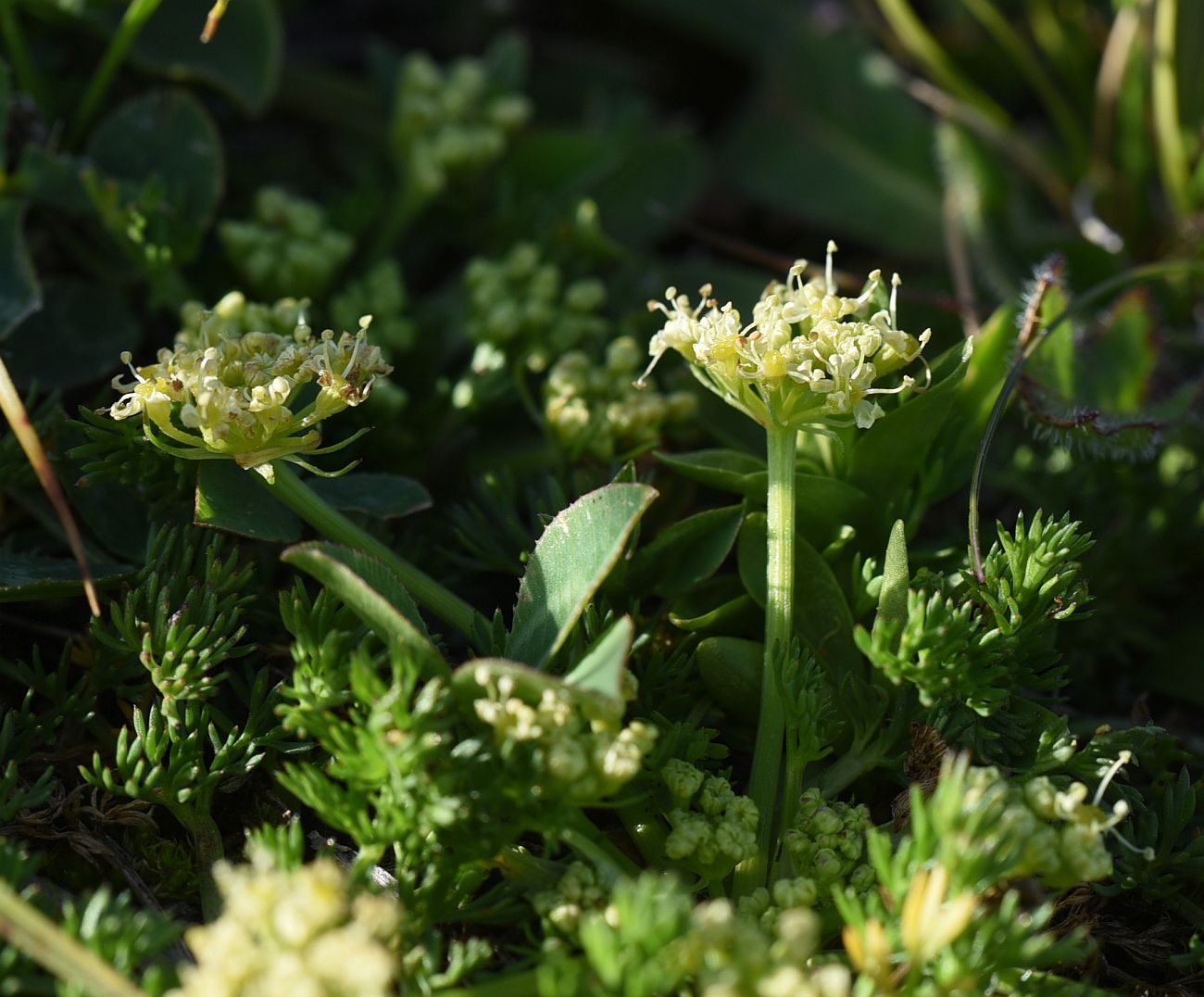Image of familia Apiaceae specimen.