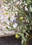 Senecio viscosus. Верхушки побегов с цветущими и отцветающими соцветиями. Испания, Каталония, пров. Жирона, комарка Рипольес, муниципалитет Сеткасес, окр. курорта \"Вальтер 2000\", ≈2200 м н.у.м., среди блоков подпорной стены у дороги. 11.08.2024.