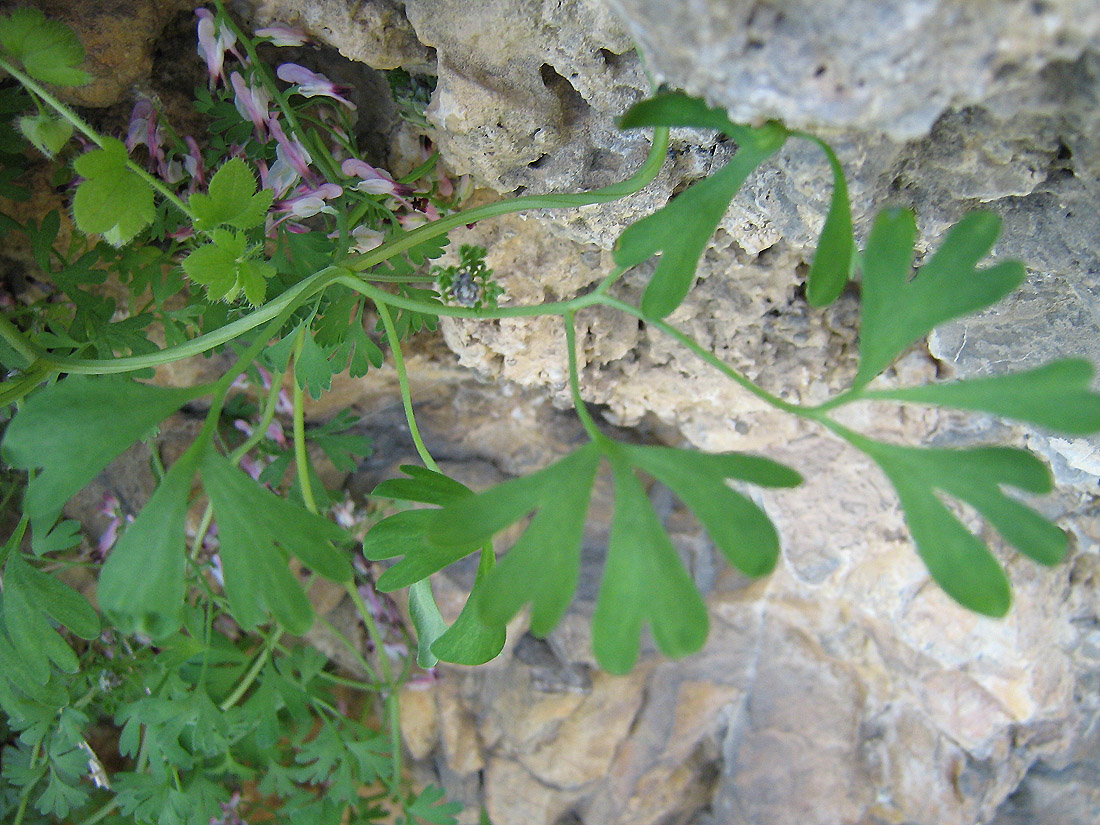 Image of Fumaria petteri specimen.