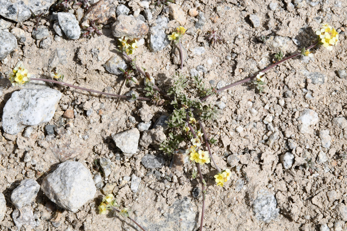 Image of Sophiopsis sisymbrioides specimen.