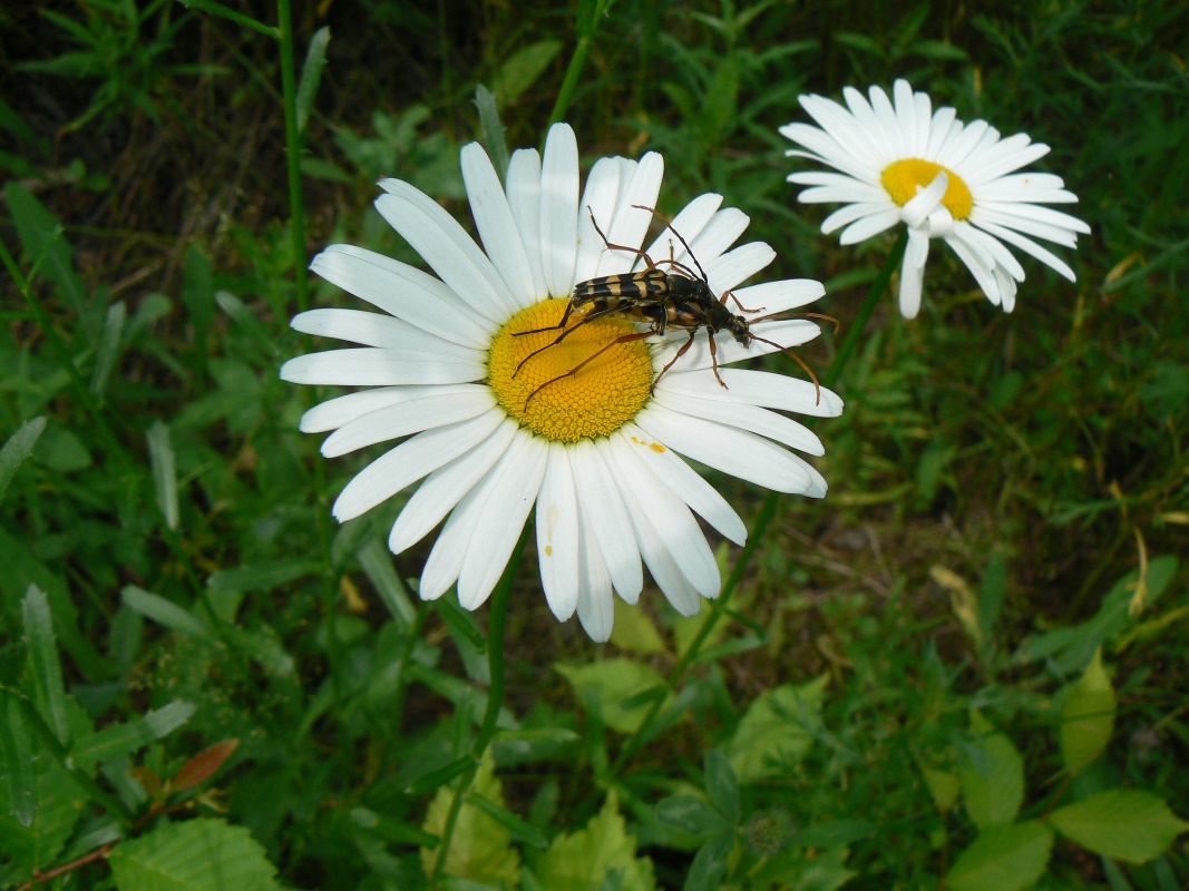 Image of Leucanthemum ircutianum specimen.