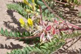 Astragalus rubtzovii. Побег с соцветиями и плодами. Казахстан, Алматинская обл., Северный Тянь-Шань, дол. р. Кегень, пески Кум-Текей, ≈ 2000 м н.у.м., барханные пески. 26 июля 2024 г.