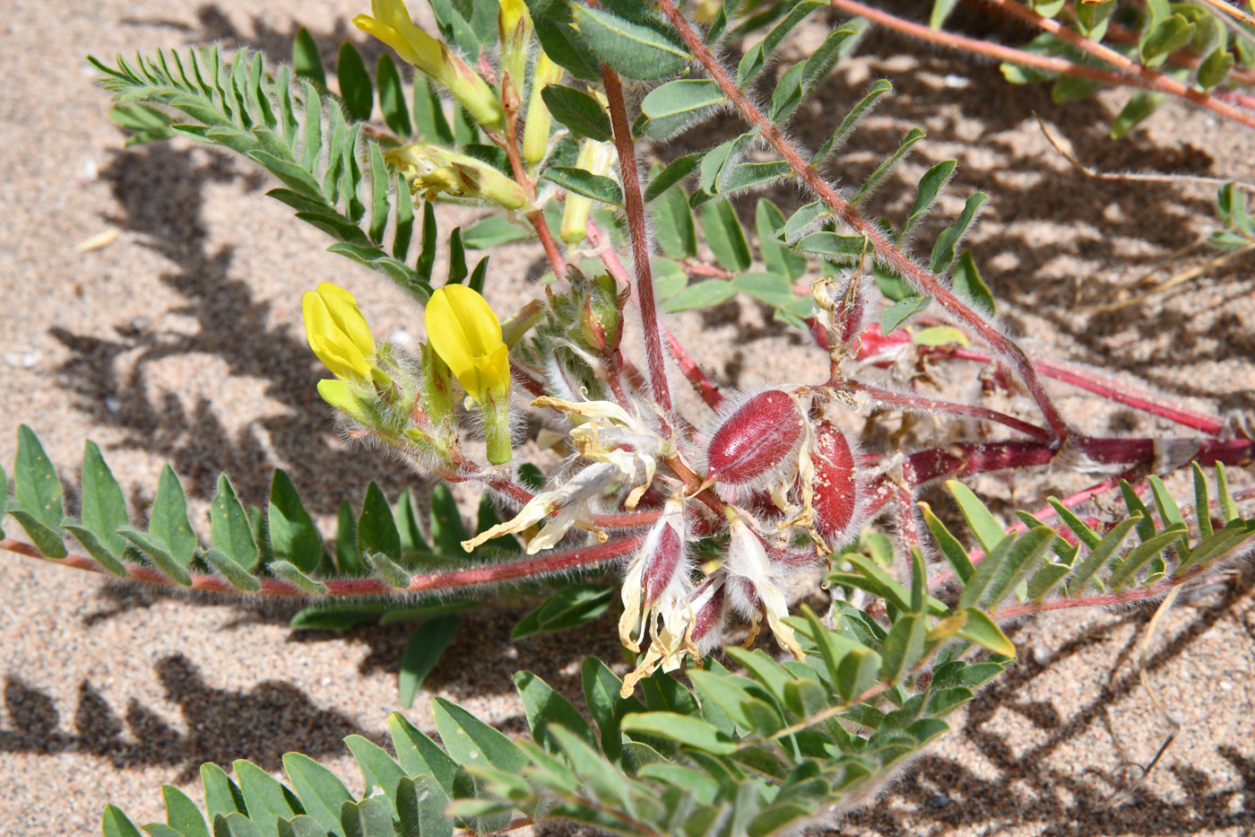 Image of Astragalus rubtzovii specimen.