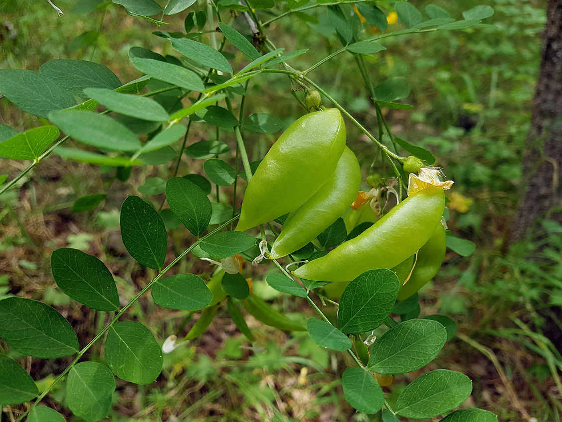Image of Colutea cilicica specimen.