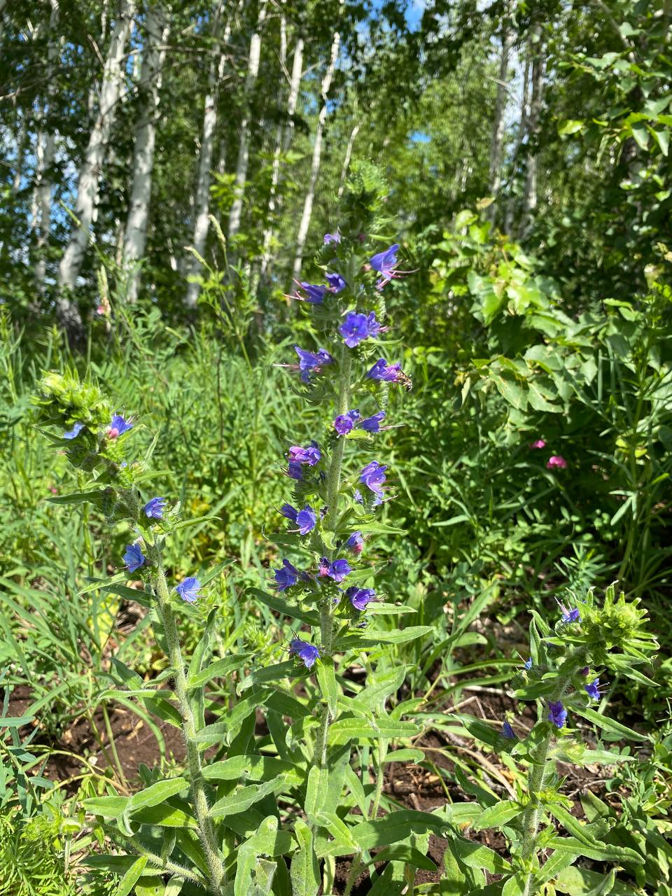 Изображение особи Echium vulgare.