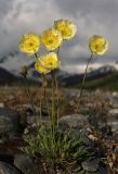 genus Papaver. Цветущее растение. Алтай, Южно-Чуйский хребет, р. Талтура. 28.06.2010.