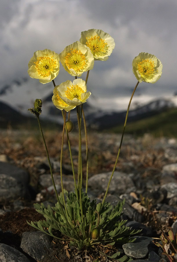 Изображение особи род Papaver.