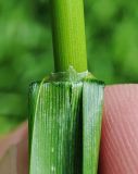 Glyceria maxima