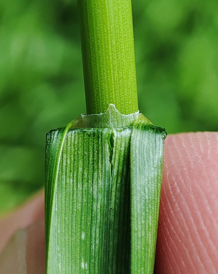 Image of Glyceria maxima specimen.