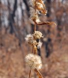 Solidago pacifica