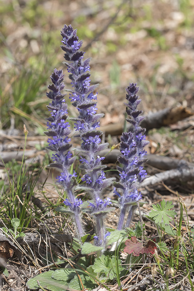 Image of Ajuga orientalis specimen.