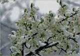 Prunus spinosa. Часть ветви с распустившимися цветками, покрытыми снегом. Московская обл., Раменский р-н, окр. дер. Хрипань, садовый участок. 02.05.2025.