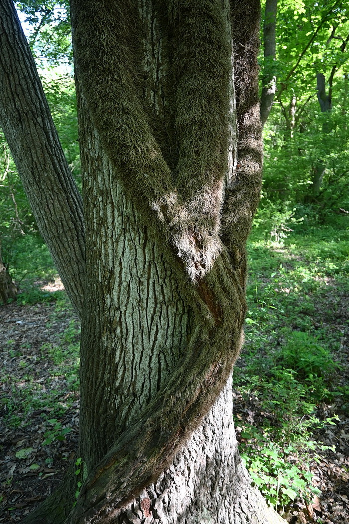 Image of Hedera pastuchovii specimen.