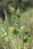 Trifolium striatum. Цветущие побеги. Крым, Севастополь, Байдарская дол., опушка лиственного леса. 29.05.2025.