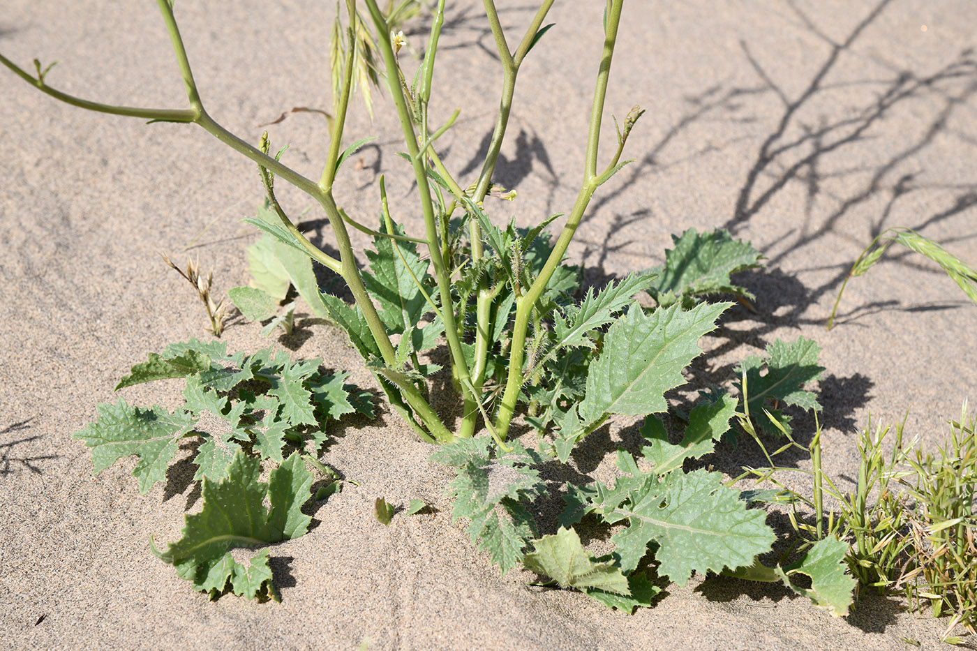 Image of familia Brassicaceae specimen.