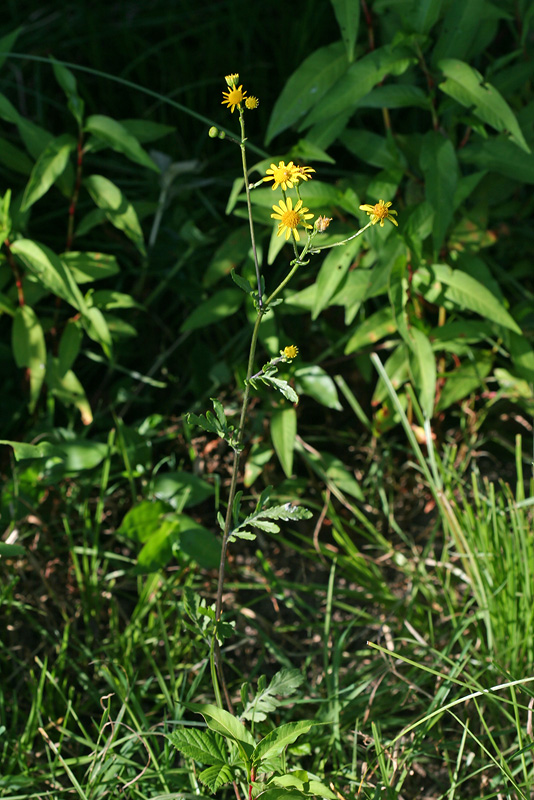 Image of Senecio erraticus specimen.