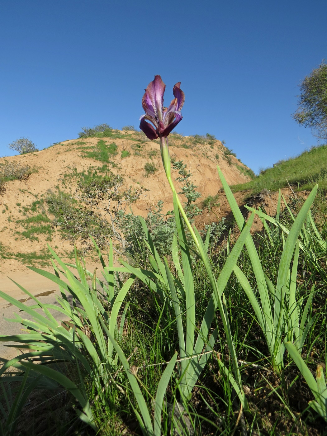 Изображение особи Iris stolonifera.