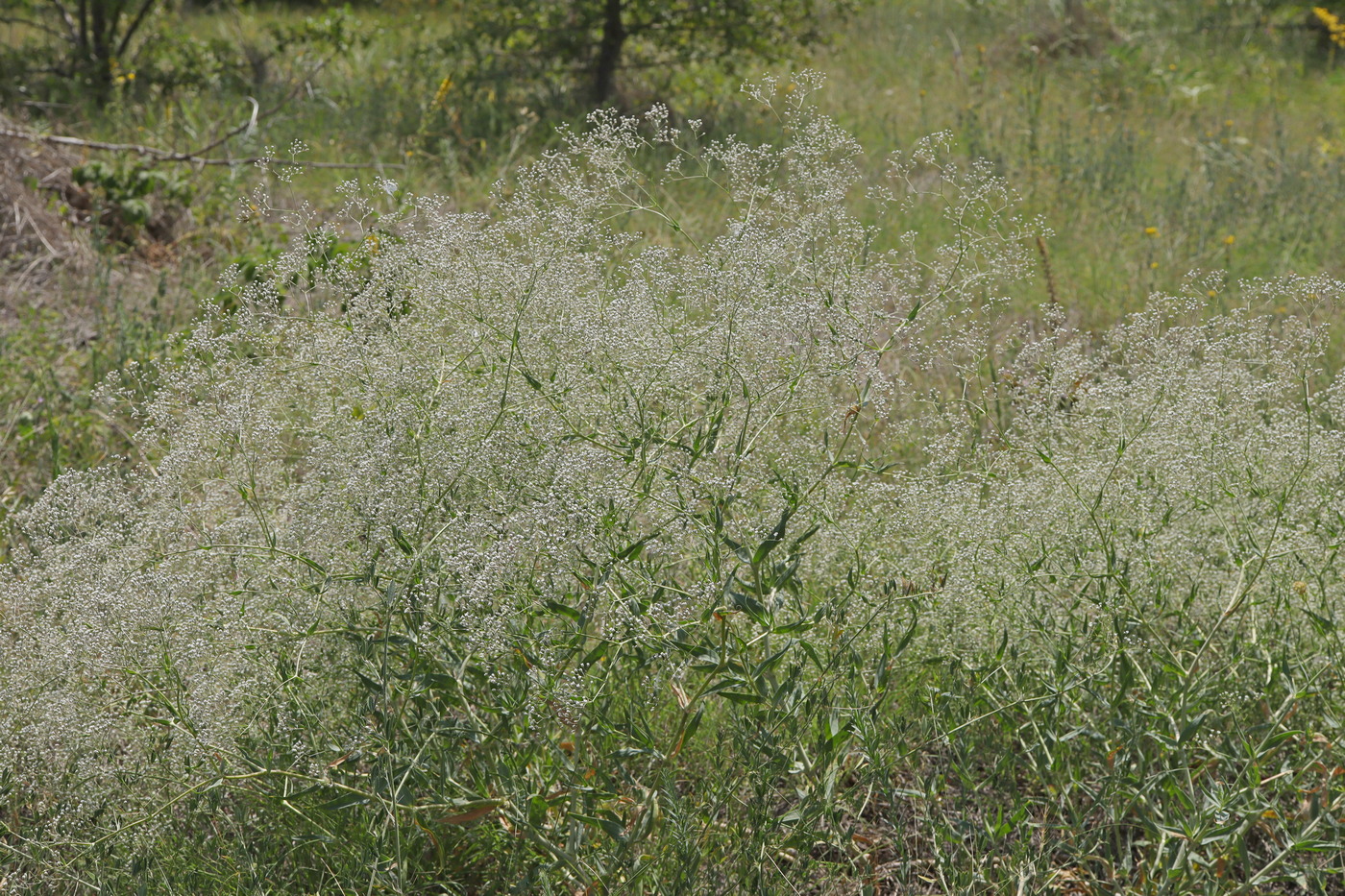 Image of Gypsophila paniculata specimen.