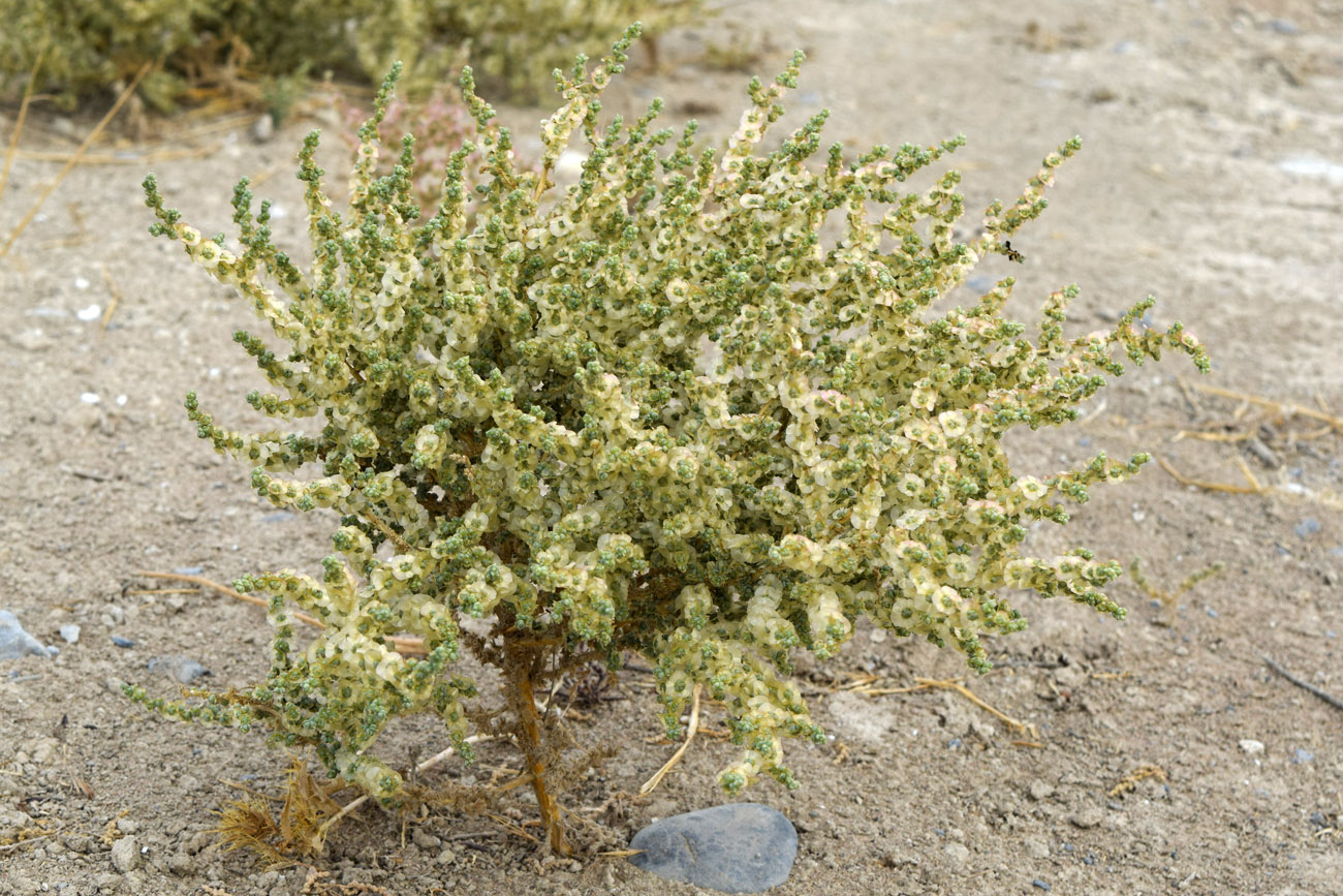 Image of familia Chenopodiaceae specimen.