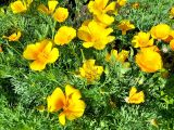 Eschscholzia californica. Цветки и листья. Калининград, городской цветник, в культуре. 26.06.2025.