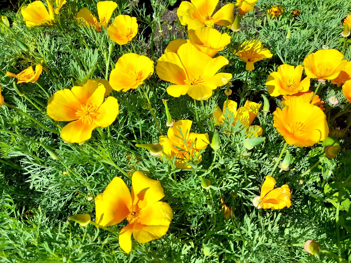 Image of Eschscholzia californica specimen.