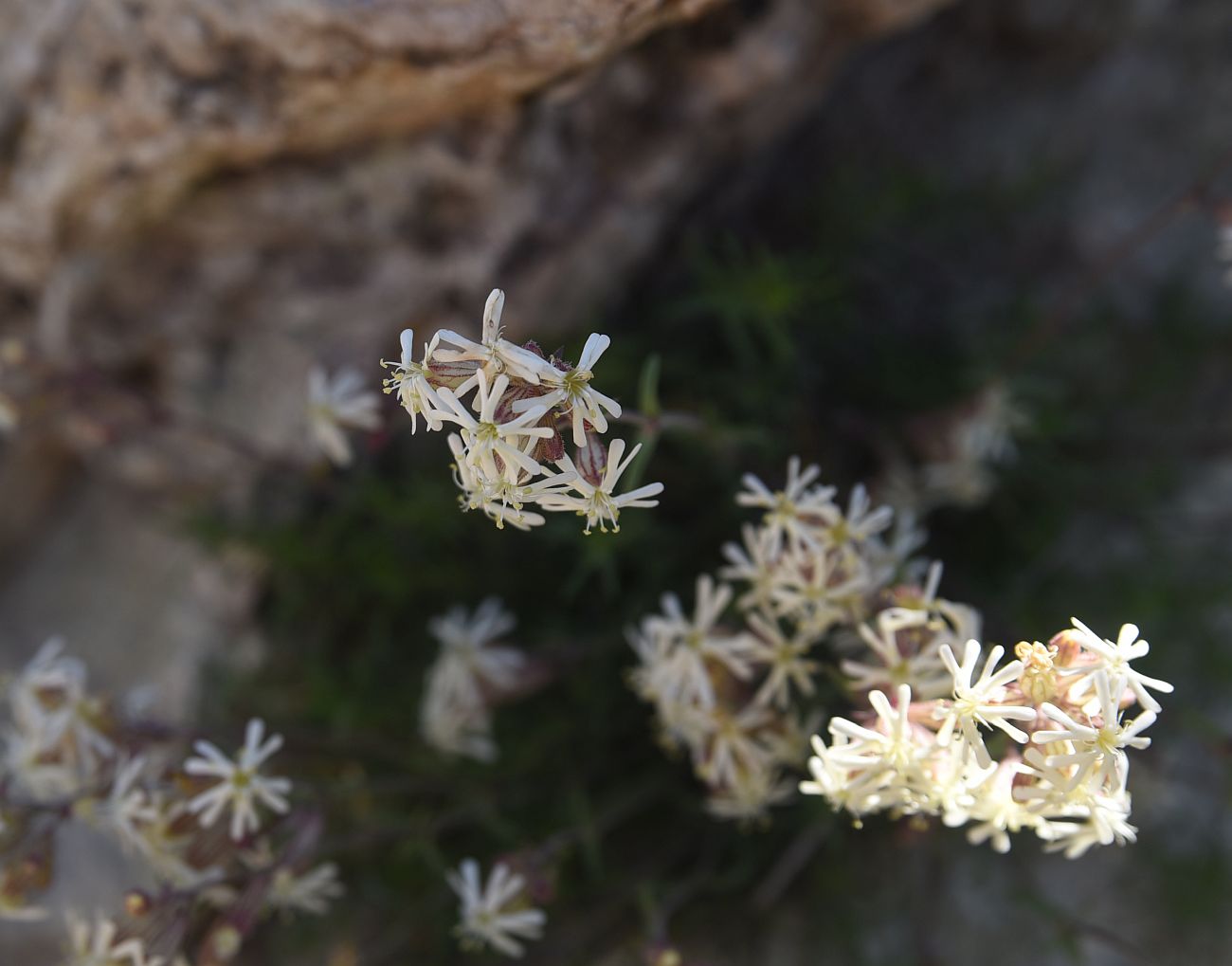 Image of Silene spergulifolia specimen.