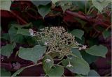 Hydrangea petiolaris