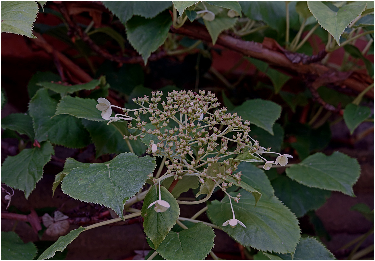 Image of Hydrangea petiolaris specimen.