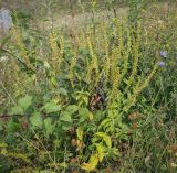 Veronica teucrium. Плодоносящее растение. Татарстан, Агрызский р-н, с. Красный Бор, пойменный луг. 08.08.2025.