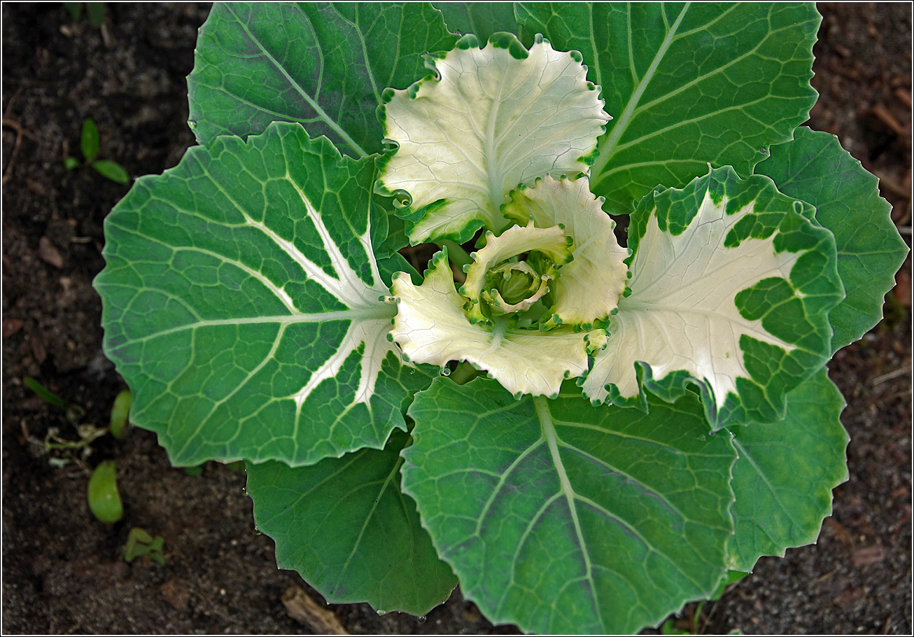 Изображение особи Brassica oleracea var. viridis.