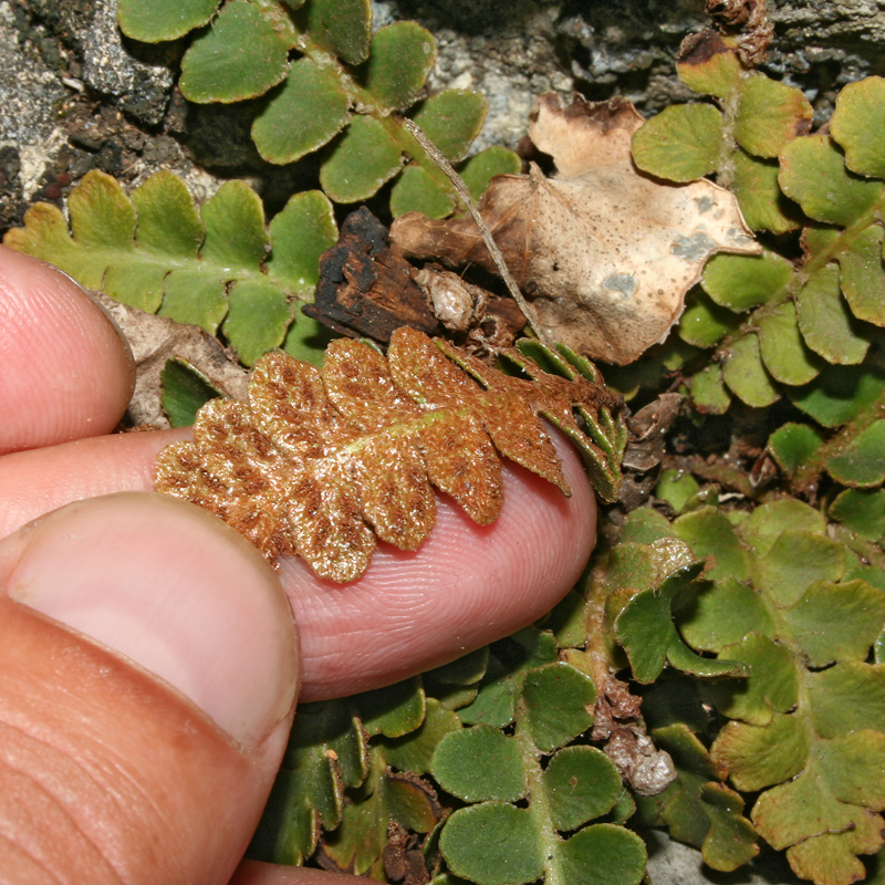 Изображение особи Ceterach officinarum.