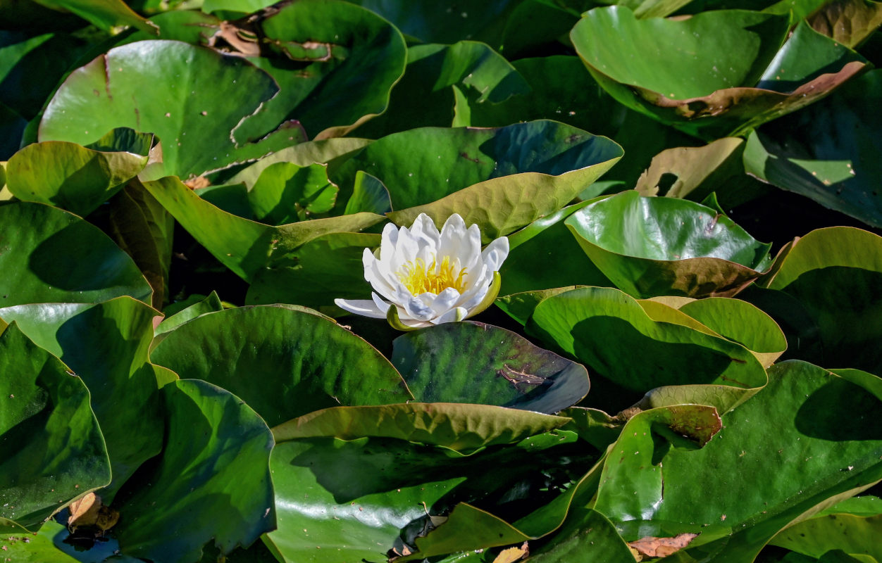 Изображение особи Nymphaea &times; marliacea.