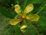 Hypericum gebleri. Цветок и бутон. Хабаровский край, окр. г. Комсомольск-на-Амуре, Силинский лесопарк, лиственный лес, поляна. 05.07.2025.