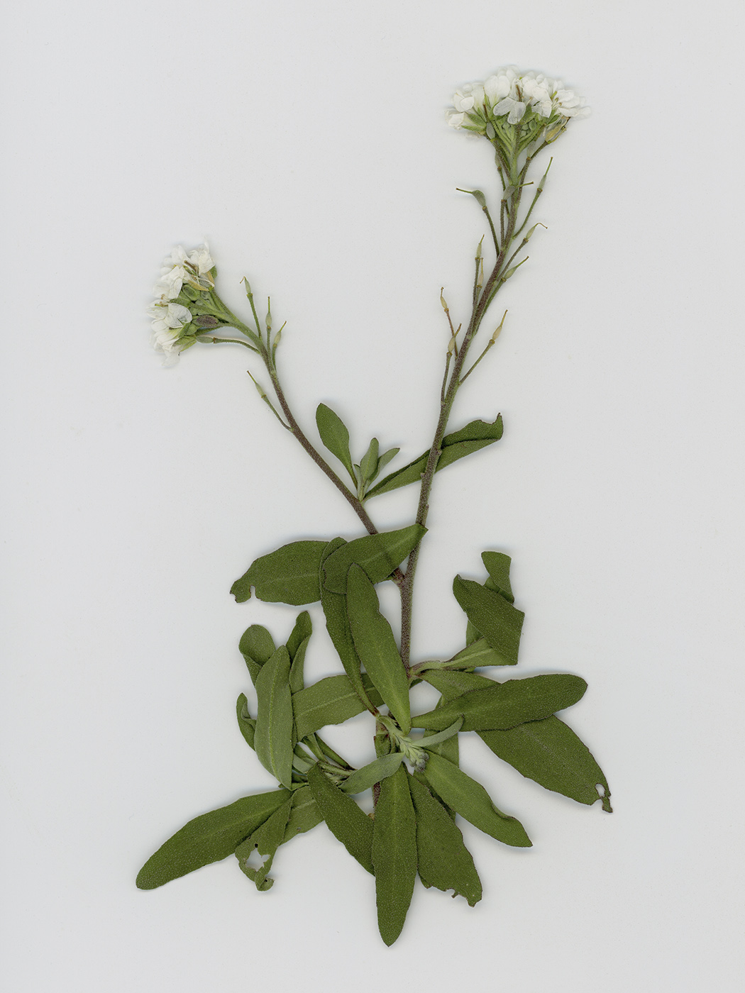 Изображение особи семейство Brassicaceae.