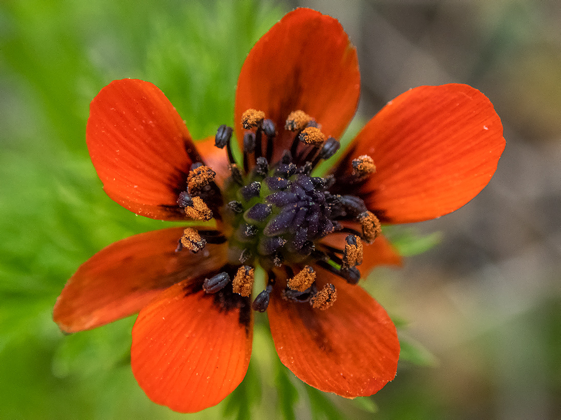 Image of Adonis flammea specimen.