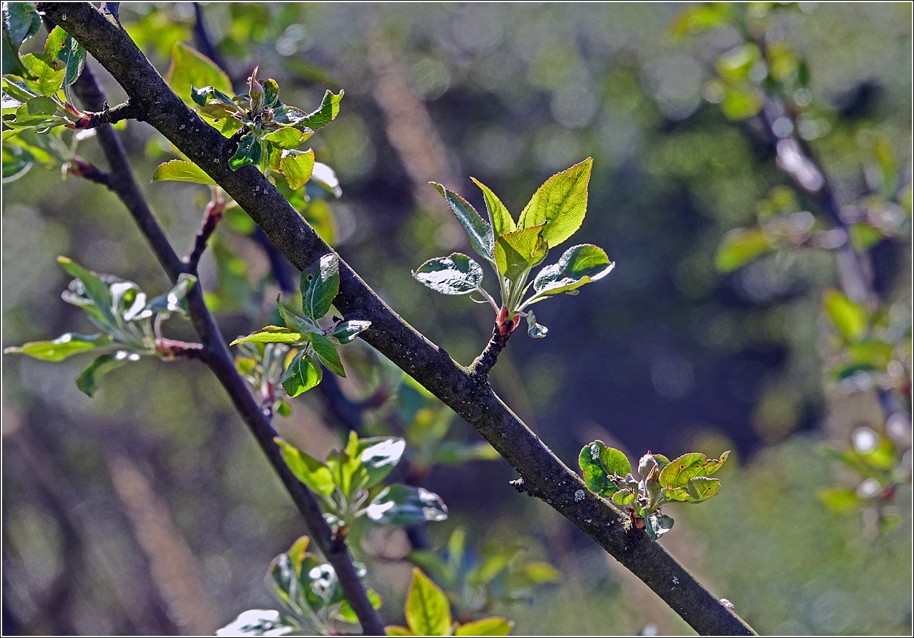 Изображение особи Malus domestica.