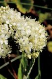 Filipendula ulmaria. Часть соцветия. Белгородская обл., Ракитянский р-н, окр. с. Вышние Пены; устье р. Ракита, левый берег. 8 июля 2023 г.
