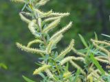 genus Salix. Верхняя часть побега с мужскими соцветиями. Узбекистан, Самаркандская обл., дол. р. Зеравшан, тугай на песчано-гравийной почве. 2 апреля 2023 г.