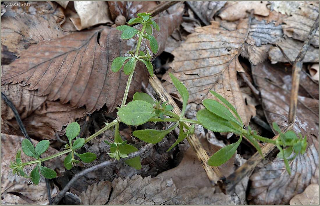 Изображение особи Galium aparine.