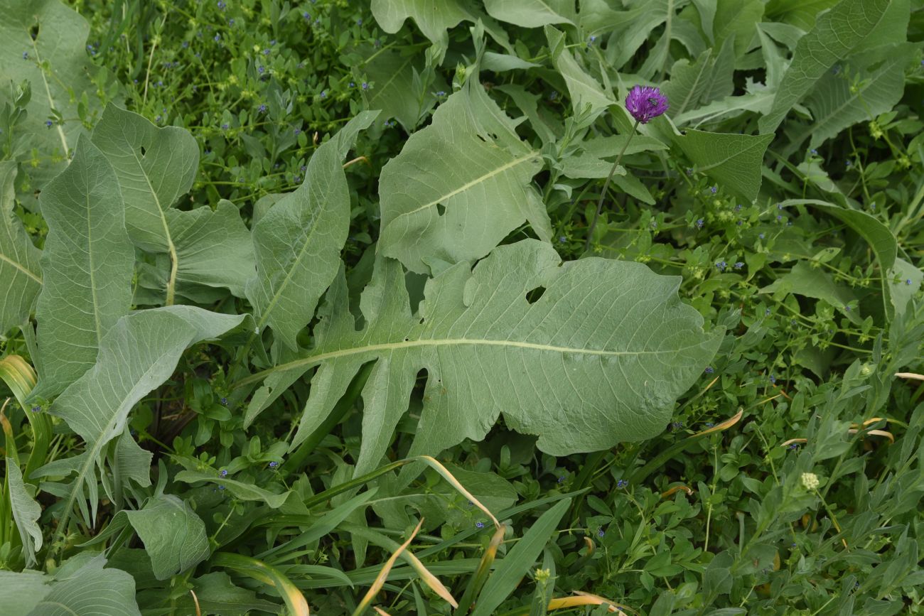 Image of Bunias orientalis specimen.