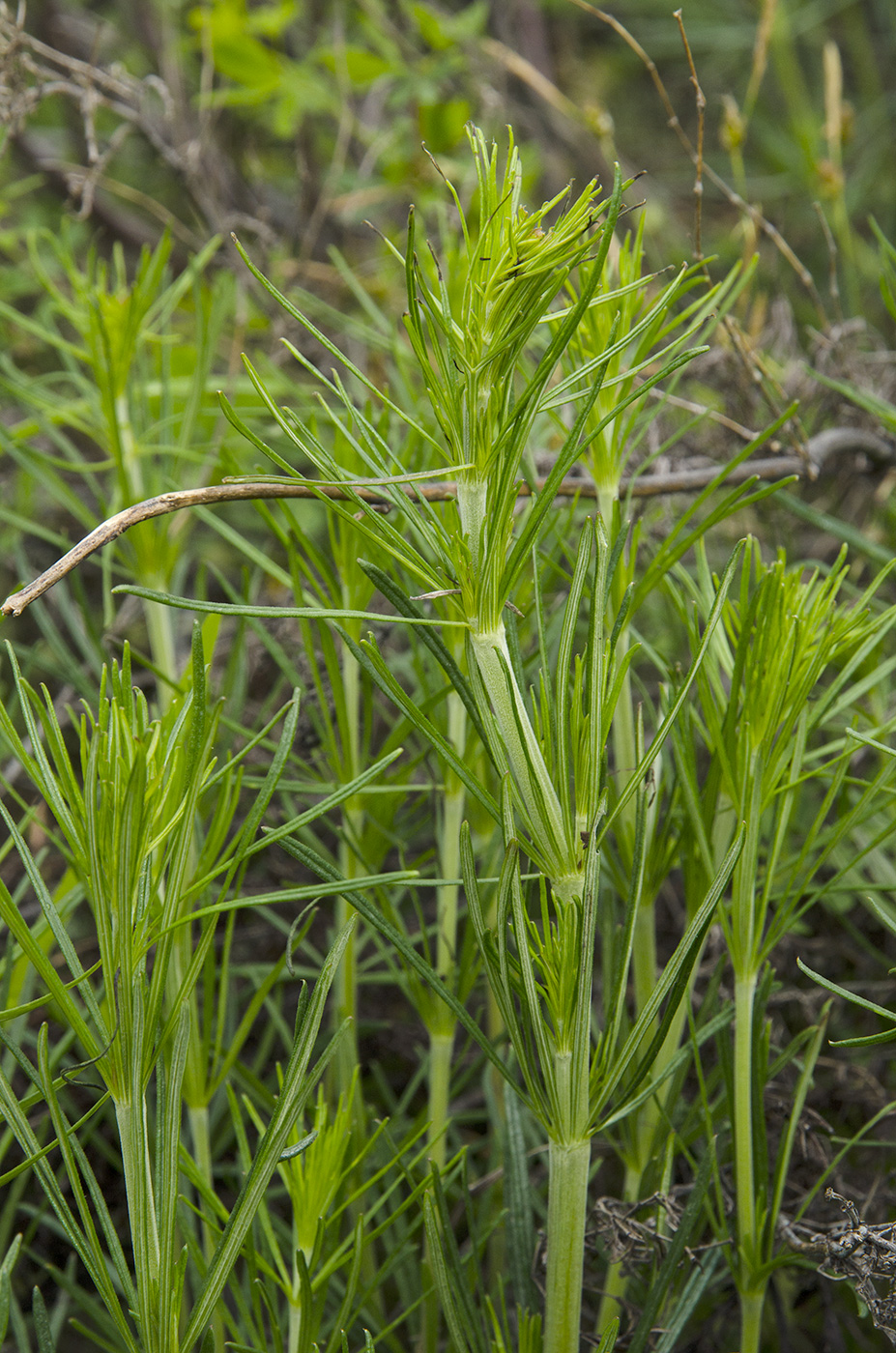 Image of Galium verum specimen.